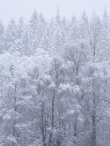 雪覆盖的树的美丽的简单风景图象在冬天雪落在洛蒙德湖海岸在苏格兰