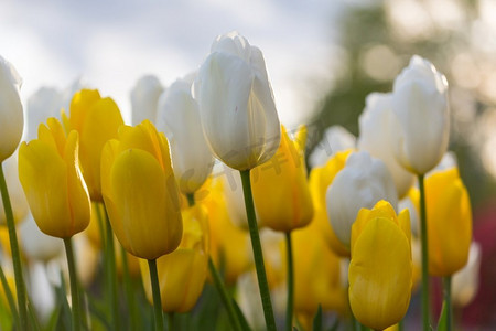 花卉主题摄影照片_春天的花田。美丽的春天背景。春天花园里的郁金香。农业和园艺主题。