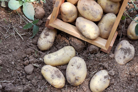 植物马铃薯摄影照片_新鲜的马铃薯植物，收获的熟马铃薯在木箱农产品从马铃薯领域
