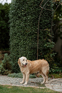 一只金毛猎犬在婚礼上脖子上挂着花环