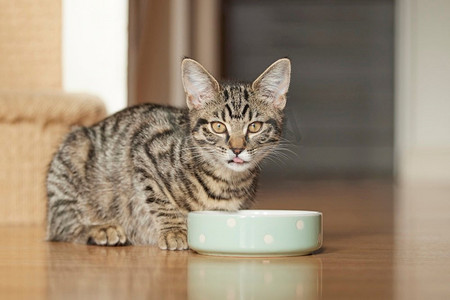 宠物虎斑猫或小猫吃食物从碗在家里