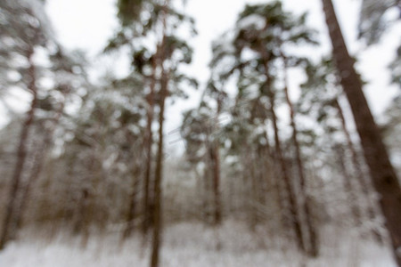 冬天，自然和季节概念—模糊的风景雪松林在爱沙尼亚。冬季白雪松林模糊的风景
