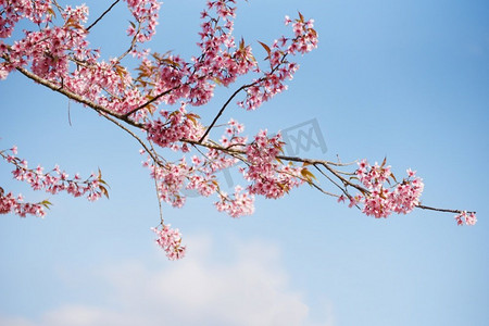 美丽节摄影照片_在树的野生喜马拉雅樱花，美丽的粉红色樱花花在冬天风景树与蓝天