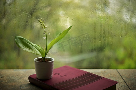 雨的春天与百合的山谷花圣经