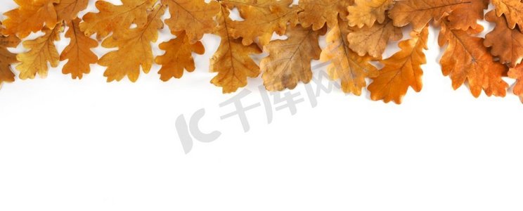 黄色秋天橡树叶设计在白色背景隔绝的边界框架，文本的复制空间.秋天橡树叶在白色