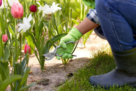 花卉修剪摄影照片_园艺与人的概念-人与修剪者在夏园照料花卉的特写。一名男子用修剪机在花园里照料花卉