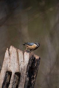 美丽的形象在风景设置在春天围栏上的Nuthatch鸟Sitta Europaea