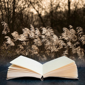 美丽的艺术亲密的风景图像背光芦苇在冬天的太阳在想象的阅读书数字合成的页