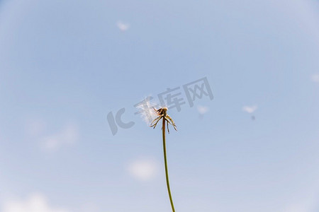 飘花摄影照片_风吹得太多，种子随风飘走