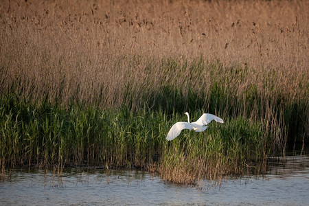 美丽的大白鹭Ardea Alba可爱的形象在春天阳光期间在湿地飞行 