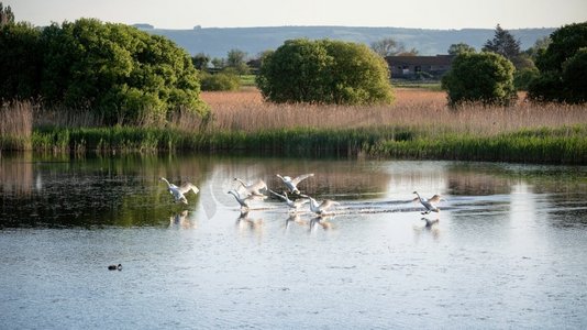 在春天的湿地景观上飞行的一小群沉默天鹅天鹅
