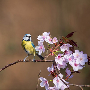 林地景观中粉红色花树上蓝山雀美丽的春天形象