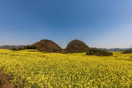 云南罗平摄影照片_云南曲靖罗平油菜花海