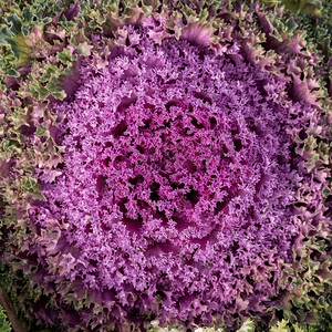 顶视图抽象紫色的花朵
