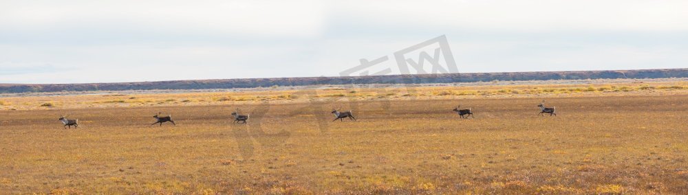加拿大极地冻土带秋季的野生驯鹿。