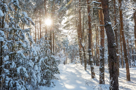 冬季风景秀丽的白雪覆盖的森林。很适合作为圣诞节的背景。