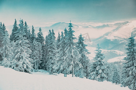 杉树摄影照片_令人惊叹的冬季风景，白雪皑皑的冷杉树