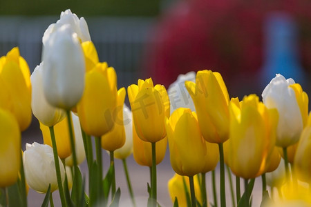 春花田。美丽的春天背景春天花园里的郁金香。农业和园艺主题。