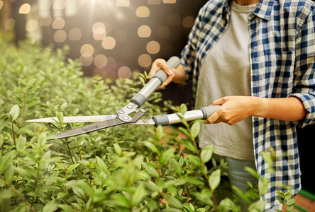 园艺和人的概念—妇女与修剪机或修剪剪刀削减分支在夏季花园。妇女与修剪机削减分支在花园