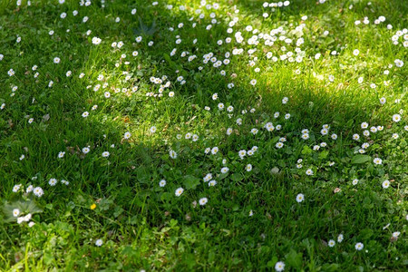 自然，植物学和植物学概念—雏菊花盛开在绿色的夏季草坪。雏菊花盛开在绿色夏季草坪