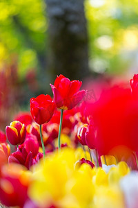 花卉主题摄影照片_春花田。美丽的春天背景春天花园里的郁金香。农业和园艺主题。