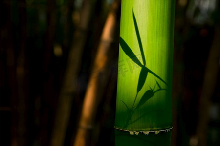 竹林里的竹子近距离。中国成都。竹子近距离在竹林