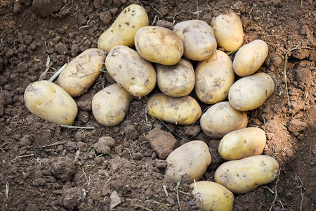 新鲜马铃薯种植，从土豆地里收获成熟的土豆农产品