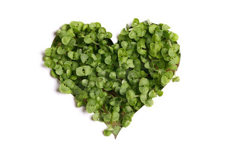 在白色背景隔绝的植物的绿色心脏，爱自然或情人节概念。绿色的心脏植物在白色