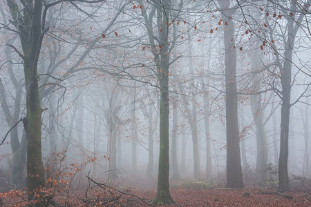 秋天雾林地美丽的大气忧郁景观形象