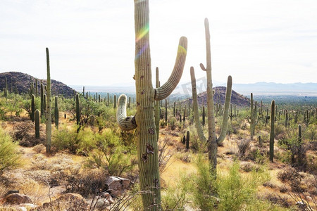 大Saguaro仙人掌在一个山，亚利桑那州，美国