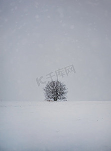 雪地上光秃秃的一棵树。寒冷的冬天景色和一棵无叶的橡树站在雪堆下。麻木的自然，沉默和孤独的心情