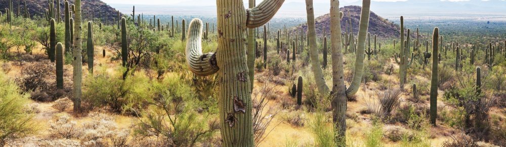 大Saguaro仙人掌在一个山，亚利桑那州，美国