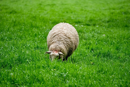 绵羊在青草草地上吃草。绵羊凝视着绿色的田野