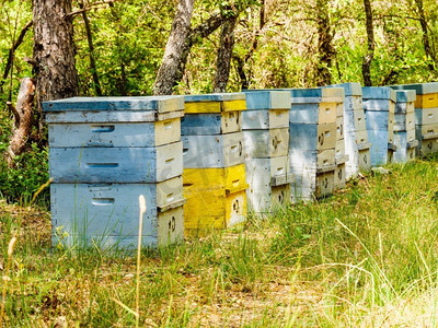 荨麻疹摄影照片_绿色森林里有许多蜂箱。蜂蜜蜂箱户外自然，普罗旺斯法国。养蜂或养蜂。绿色森林里的蜂箱。养蜂。