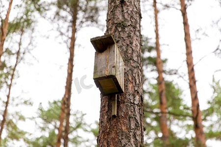 自然，景观和环境概念—在针叶林松树上的木制鸟舍。木制鸟屋在松树在针叶林