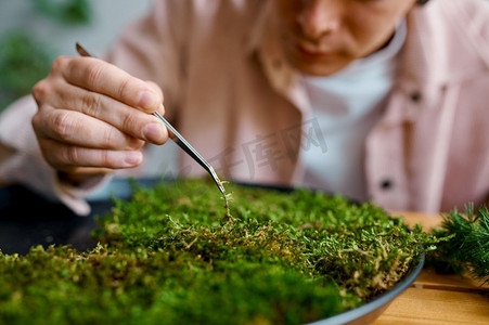 花艺师摄影照片_经验丰富的男性花艺师在圈状苔藓植物面板特写上使用镊子工作。经验丰富的男性花艺师在圆形植物面板特写工作