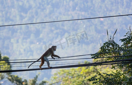 泰国热带森林中的猴子红隼食雀鹰