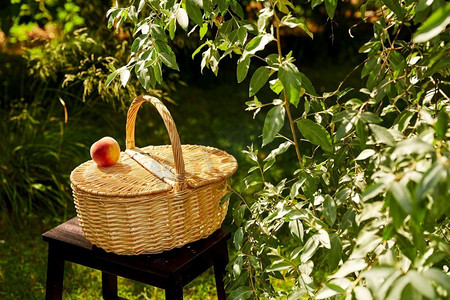 凳子上的摄影照片_休闲和对象概念—野餐篮和桃子在凳子上的特写在夏季花园。关闭野餐篮在凳子在花园
