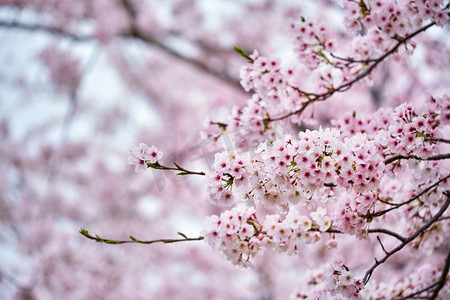 韩国，春天盛开的樱花背景。盛开的樱花