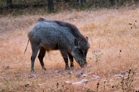 雄性印度野猪在吃草。印度拉贾斯坦邦的兰坦博尔国家公园。印度拉贾斯坦邦兰坦布尔国家公园里吃草的印度野猪