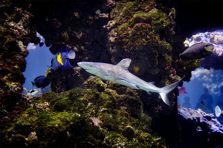 噬人鲨摄影照片_鲨鱼在水中水下照片在开放水域。鲨鱼水下照片在开放水域