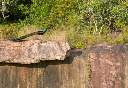 田野国风摄影照片_斯里兰卡田野里的野生孔雀