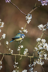 蓝色山雀Cyanistes Caerulueus鸟美丽的春天图像在开花的山楂灌木在林地景观设置