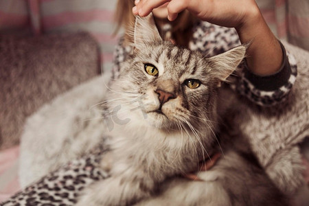 美丽的猫正面视图模糊的女孩