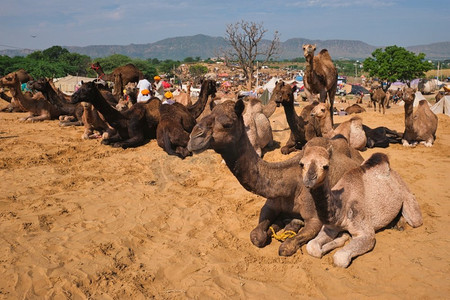 印度拉贾斯坦邦普什卡尔市著名旅游景点普什卡尔梅拉·普什卡骆驼展上的骆驼。印度普什卡·梅拉·普什卡骆驼展上的骆驼