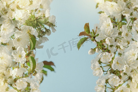 樱花季背景摄影照片_白色樱花与阳光散景。框架在蓝色背景。特写