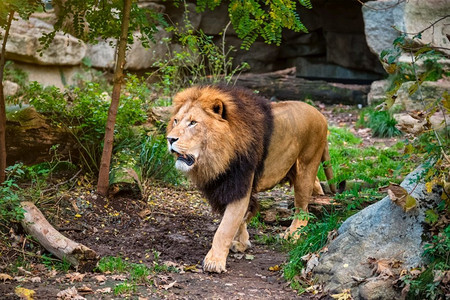 非洲狮子Panthera狮子在丛林森林。狮子在丛林森林在性质