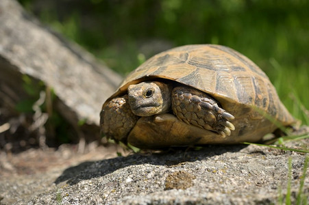 罗马尼亚摄影照片_罗马尼亚马金山野生希腊乌龟画像