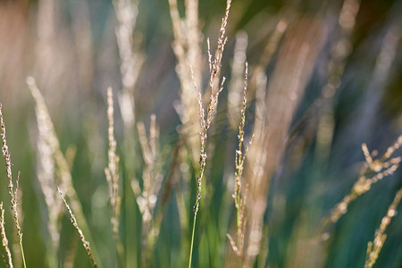 自然与植物区系概念-夏季田野中生长的草本植物特写。夏地种植草本植物的特写