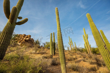 大Saguaro仙人掌在一个山，亚利桑那州，美国